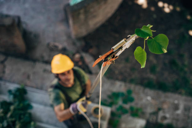 Best Tree Risk Assessment  in Island Park, NY